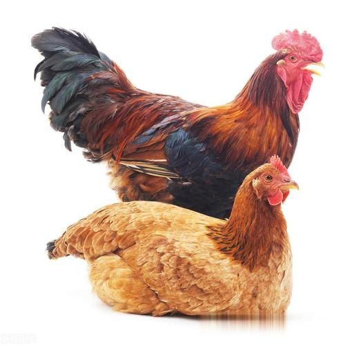 鸡人2017年运势如何_鸡人2017年财运旺不旺