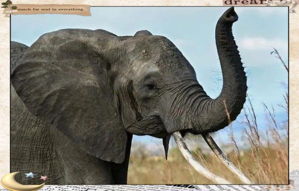 梦到背大象是什么意思_如何解读梦境