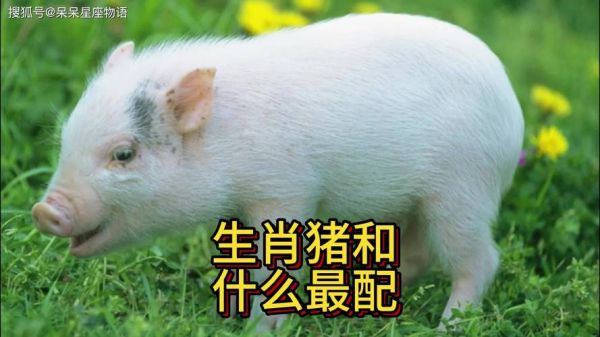 猪配属相好_属猪和什么生肖最合