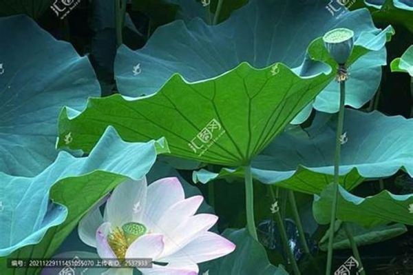 梦到荷塘是什么意思_如何解读荷塘梦境