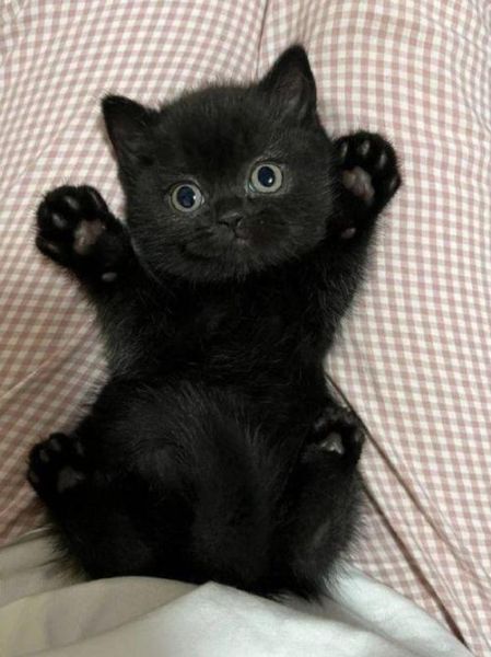 孕妇梦到黑色的猫_意味着什么