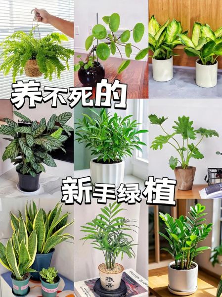 梦到花盆绿色植物是什么意思_花盆绿植梦境解析