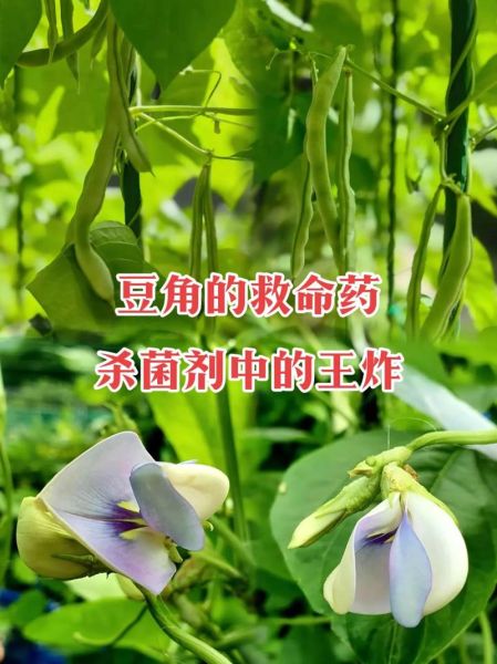 梦到种豆角是什么意思_种豆角梦境解析