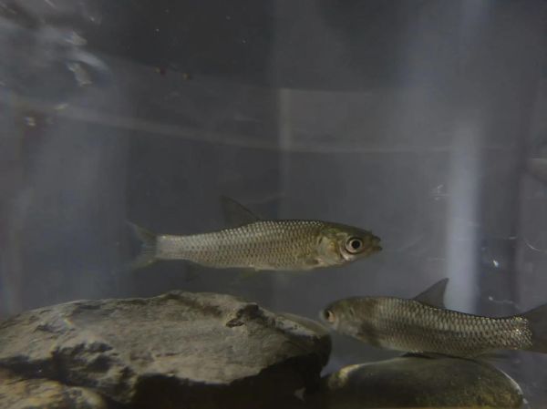 梦到小草鱼是什么意思_小草鱼梦境解析