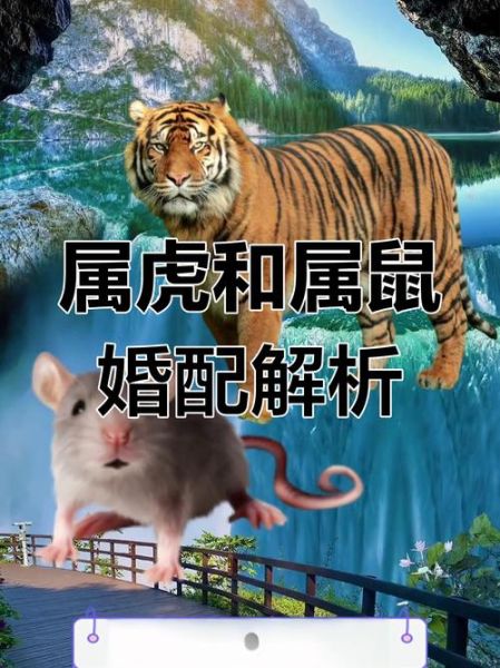 属鼠和属虎的合不合_属鼠与属虎婚姻配对好吗