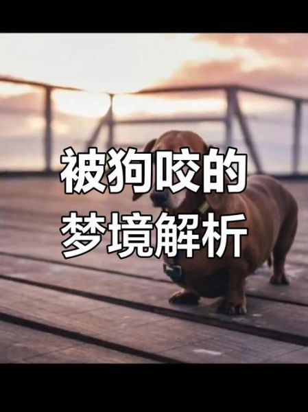 梦到狗是什么意思_梦见狗咬我代表什么
