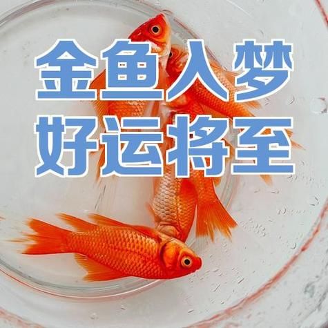 梦到小金鱼是生女孩吗_孕妇梦见金鱼预示什么