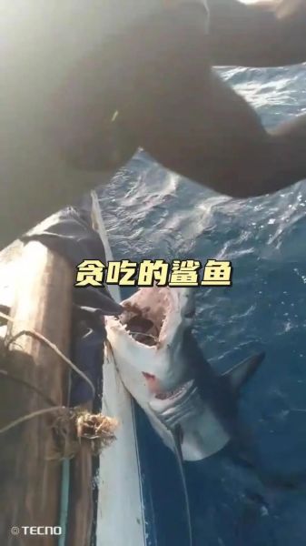 梦到吃鲨鱼是什么意思_梦到吃鲨鱼预示什么