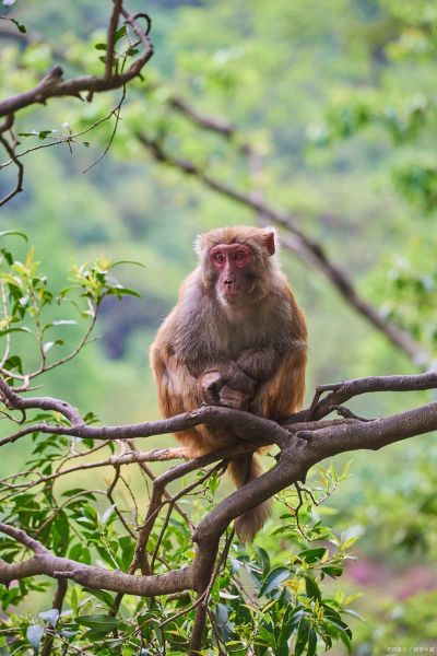 梦到去偷菜是什么意思_偷菜梦解析与心理暗示