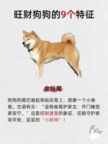 寺观之狗的人财运_如何提升偏财运