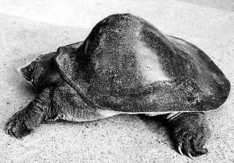 梦到捉王八是什么意思_梦见捉王八预示什么