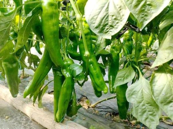 梦到洗辣椒是什么意思_梦见洗辣椒好不好