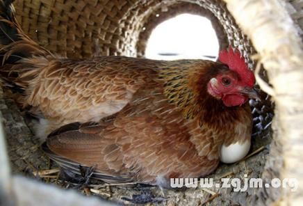 梦到鸡下了好多蛋_周公解梦准吗