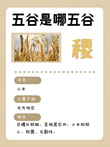 稻谷属相是什么_稻谷生肖文化解读