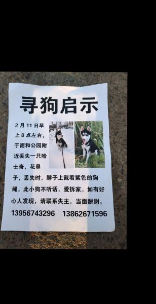 梦到捡到小狗是什么意思_梦到捡到小狗预示着什么