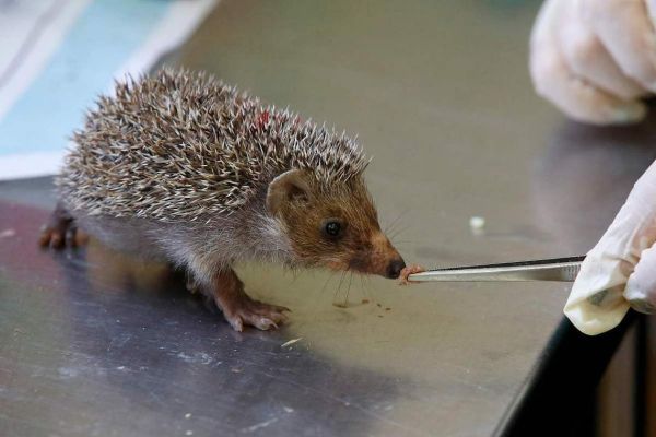 梦到刺猬是什么意思_刺猬梦境解析