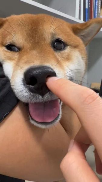 梦到掏鼻屎是什么意思_梦到掏鼻屎预示什么