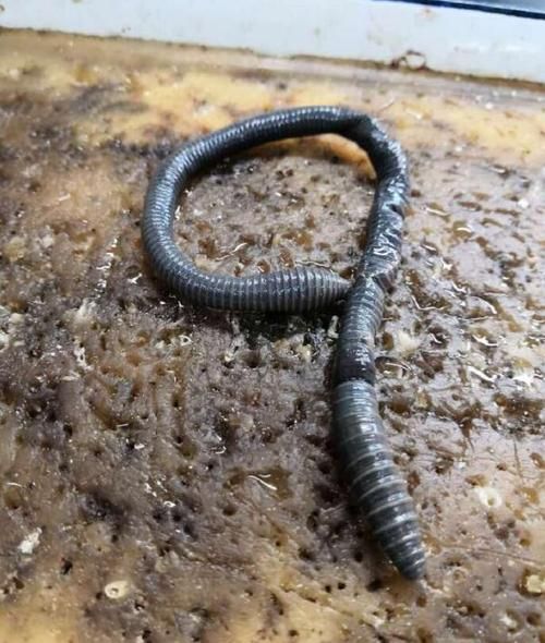 梦到挖蚯蚓是什么意思_周公解梦原版解析