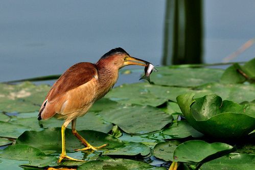 梦到鸟鱼是什么意思_如何破解