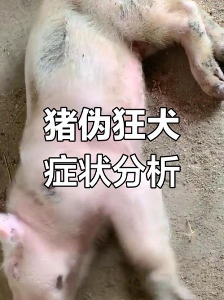 梦到被猪咬是什么意思_被猪咬梦境解析