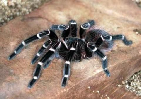 梦到蜘蛛咬自己_是什么预兆