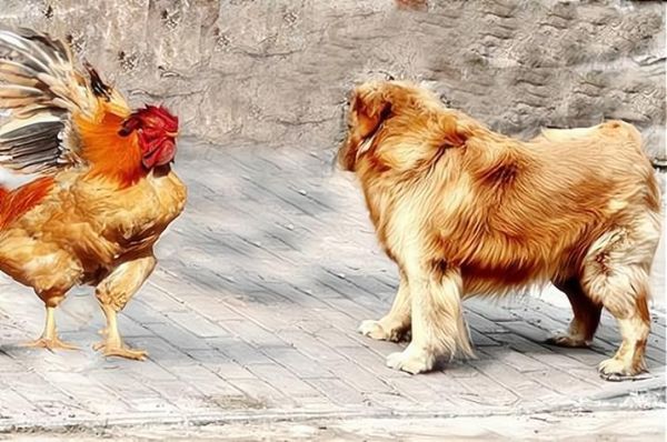 属猪和属狗哪个好_属相猪狗优缺点对比