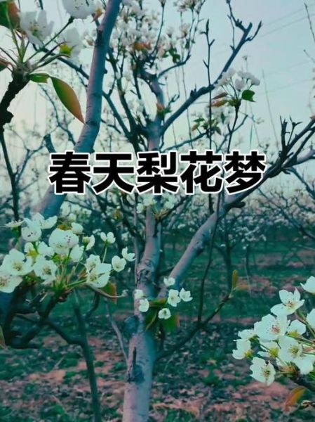 梦到梨花开是什么意思_梨花开梦境解析