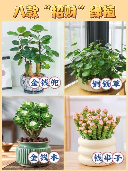有财运的盆景有哪些_如何摆放才招财