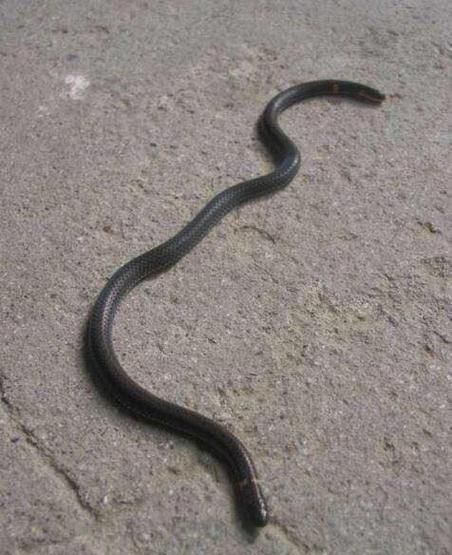 梦到双头蛇是什么意思_周公解梦双头蛇预示什么