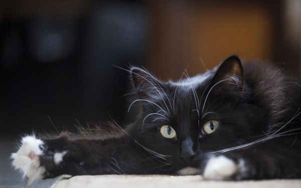 梦到黑色的猫扑向自己_有什么预兆