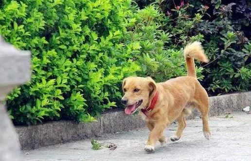 梦到狗丢了是什么意思_梦见狗丢了预示着什么