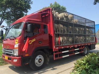 梦到羊拉车是什么意思_梦见羊拉车预示什么