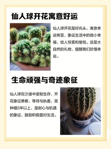梦到仙人球是什么意思_仙人球梦境解析