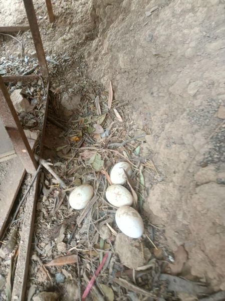 梦到捡鸡蛋是什么意思_梦到捡鸡蛋预示什么