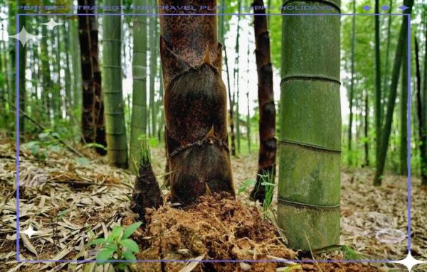 梦到拔竹笋是什么意思_梦见拔竹笋预示什么