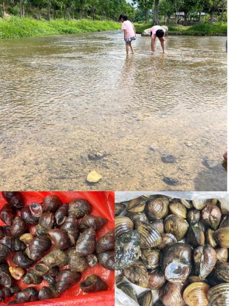 梦到捉蚬是什么意思_梦到捉蚬预示什么