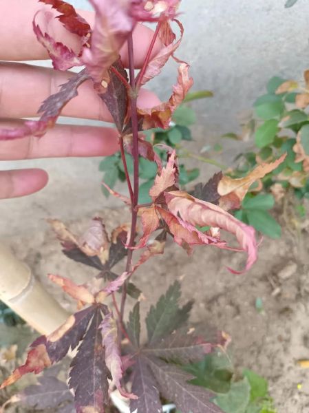 梦到花死了_花死了预示什么