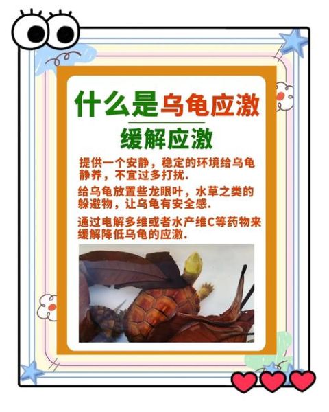 梦到抓了一只乌龟_什么预兆