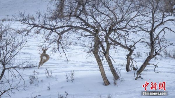 狍子属什么生肖_狍子对应属相查询
