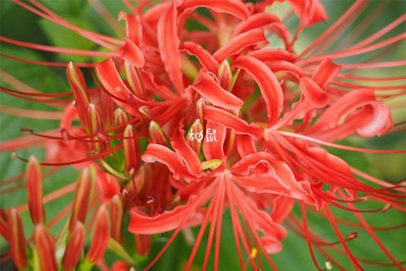 梦到红色是什么意思_红色梦境预示什么