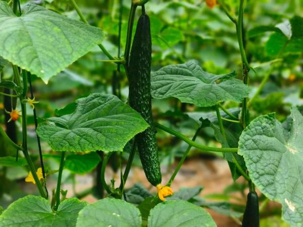 梦到青瓜是什么意思_梦见青瓜的预兆