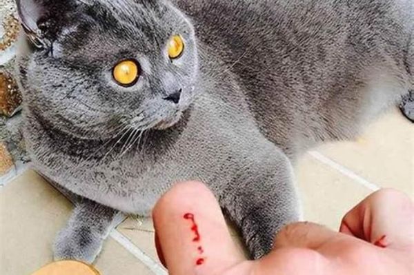 梦到被猫杀是什么意思_梦见猫攻击自己怎么办