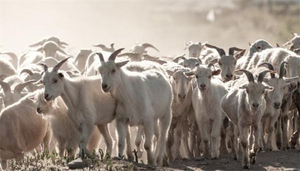 梦到好多羊是什么意思_梦见羊群预示什么