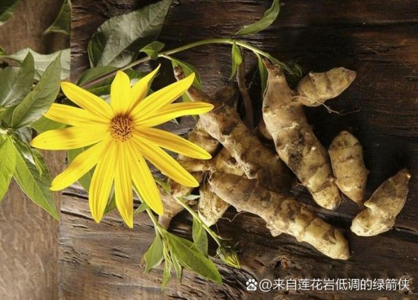 梦到挖洋姜是什么意思_挖洋姜梦境解析