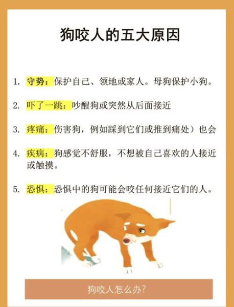 梦到狗咬孩子是什么意思_如何化解