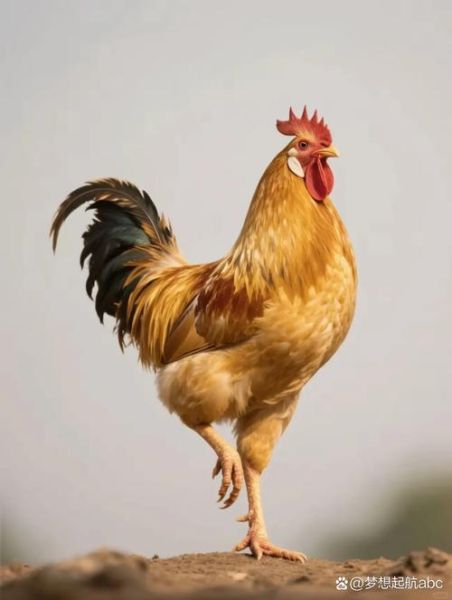 93属鸡今年事业运势如何_93年属鸡2024职场突破点在哪