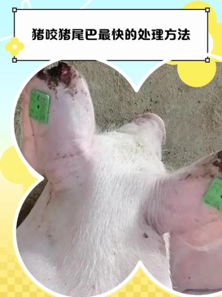 梦到被猪咬了_是什么预兆