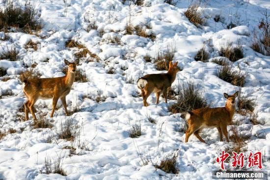 狍子属什么生肖_狍子生肖寓意是什么