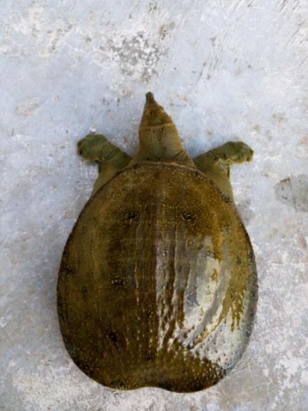 梦到抓鳖是什么意思_梦见抓鳖好不好