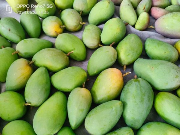 梦到熟芒果是什么预兆_梦见熟芒果好不好